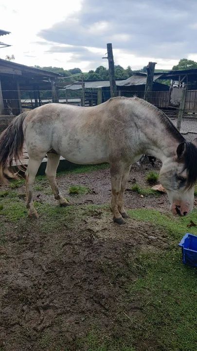 Cuiudo oveiro, confirmado  - Foto 4
