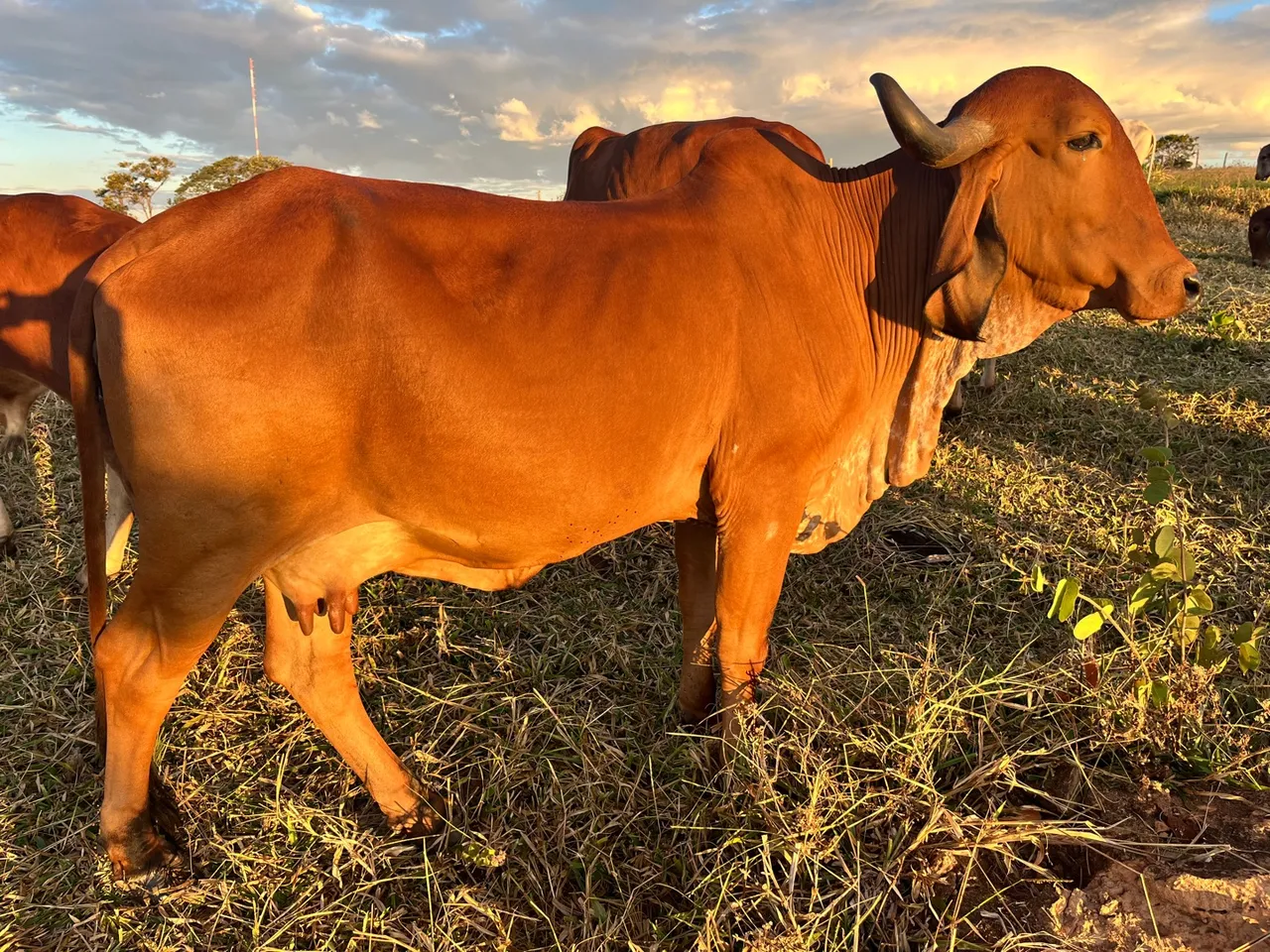 Vaca Gir