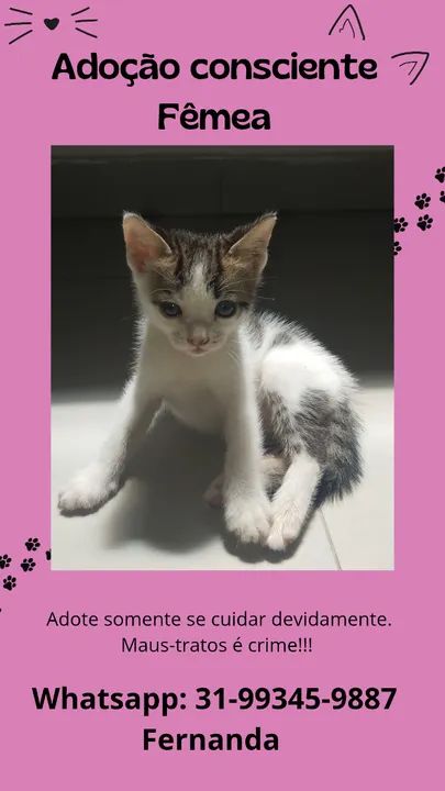 Adoção consciente 