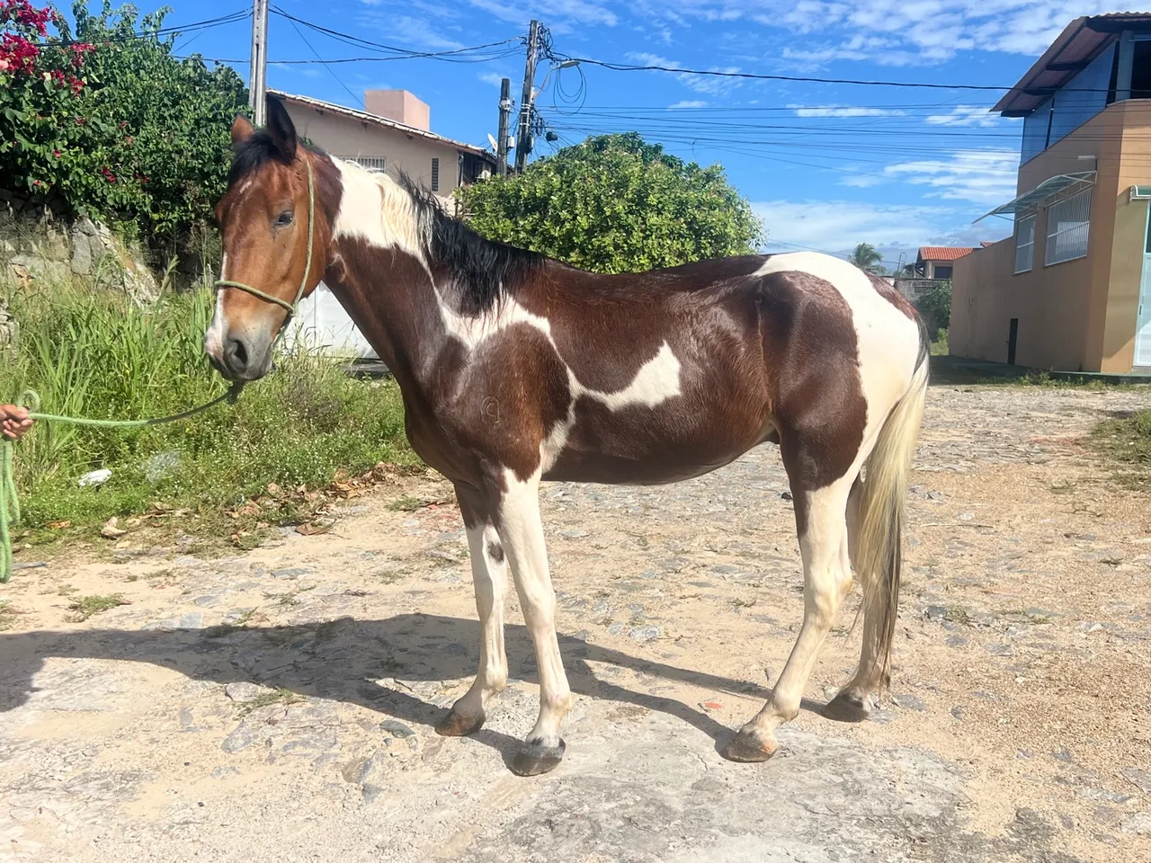 Cavalo Campolina oportunidade 