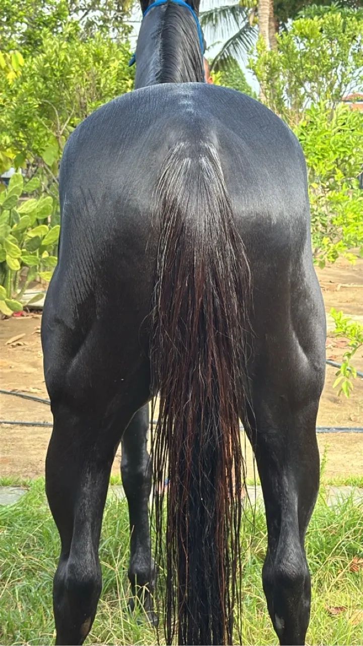 Cavalo de direita 