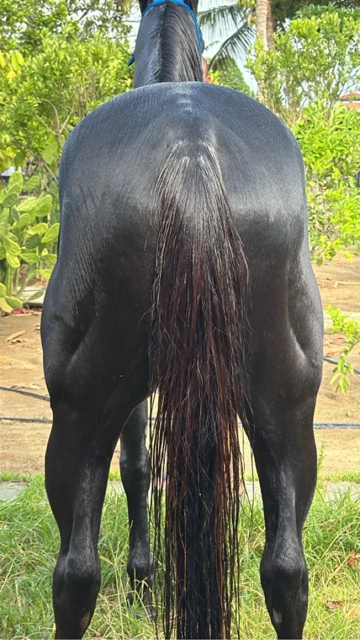 Cavalo de direita