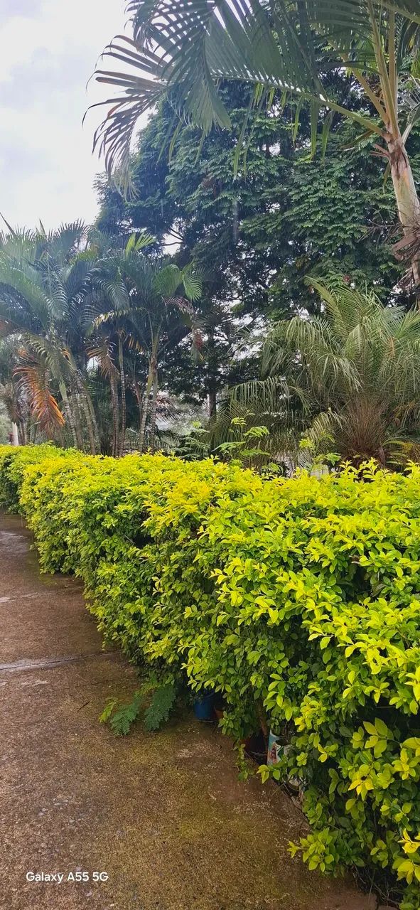 foto - Contagem - Sapucaias III