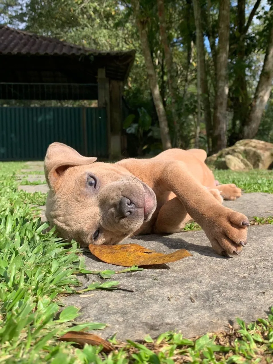 Lindos filhotes de Staffordshire Bull Terrier