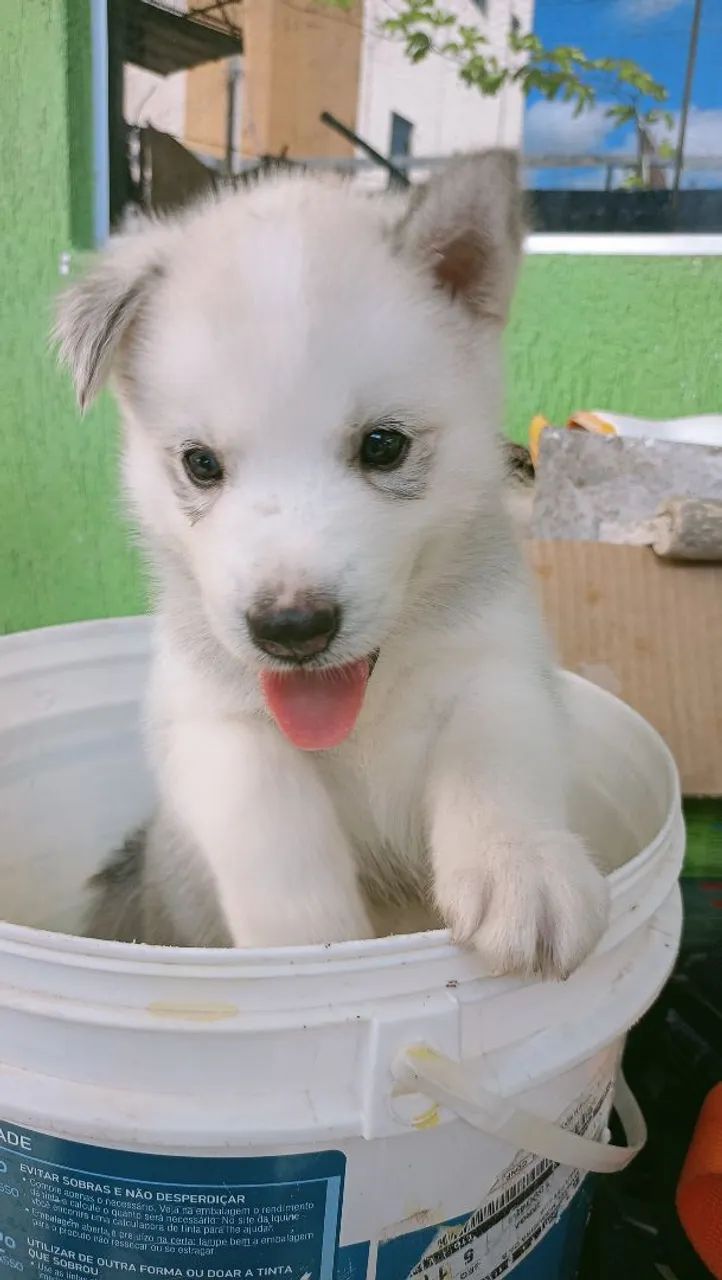 Filhote Husky Siberiano - Foto 3