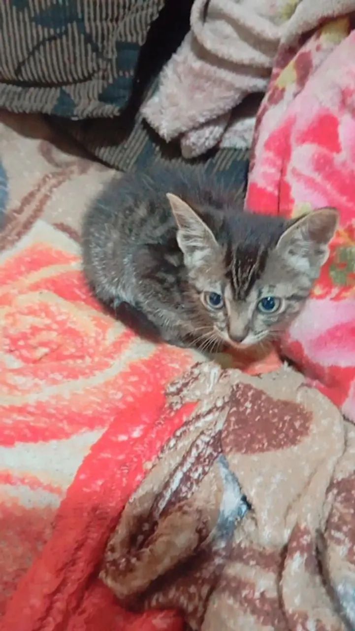 Gatinho filhote para adoção - Foto 3