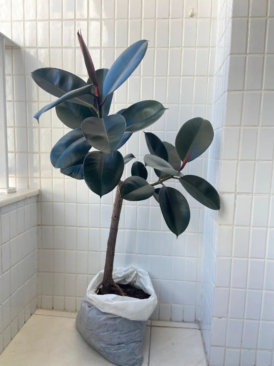 Planta fícus elástica  - Foto 2