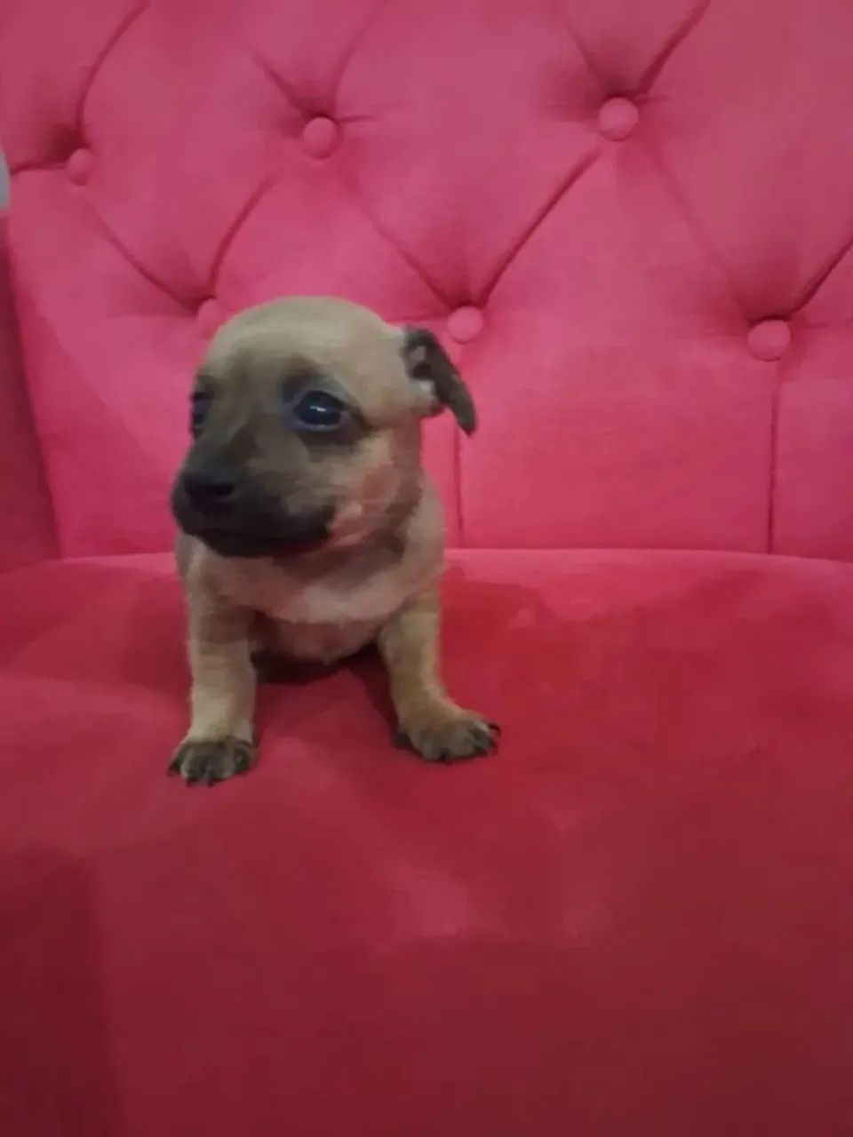 Beagle x pinscher  - Foto 2