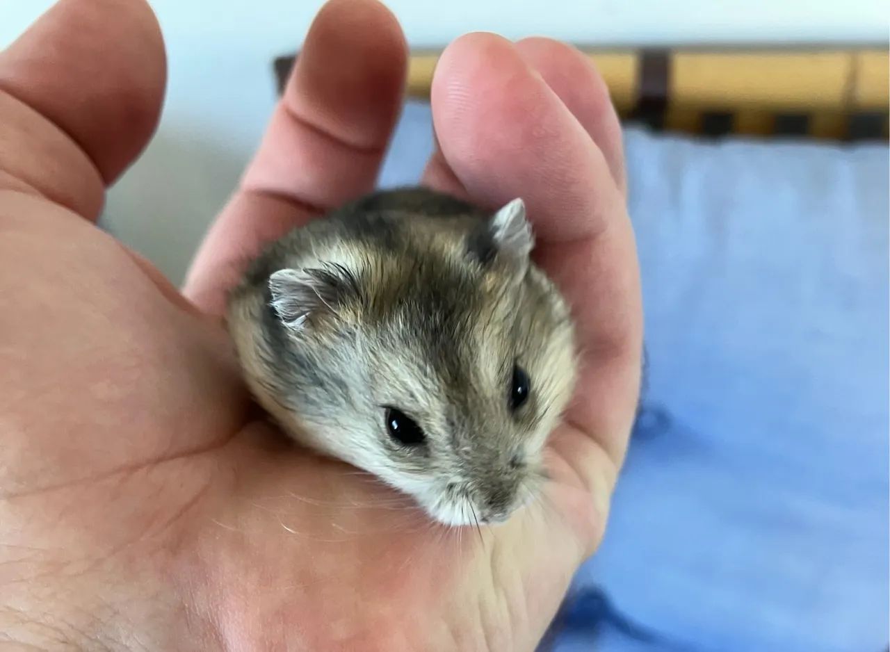 Dois filhotes de hamster anão muito mansos - Foto 5