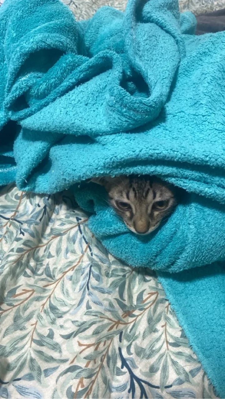 Gatinho fofo para adoção - Foto 2