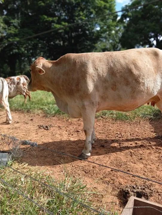 Vaca mestiça Nelore  - Foto 3