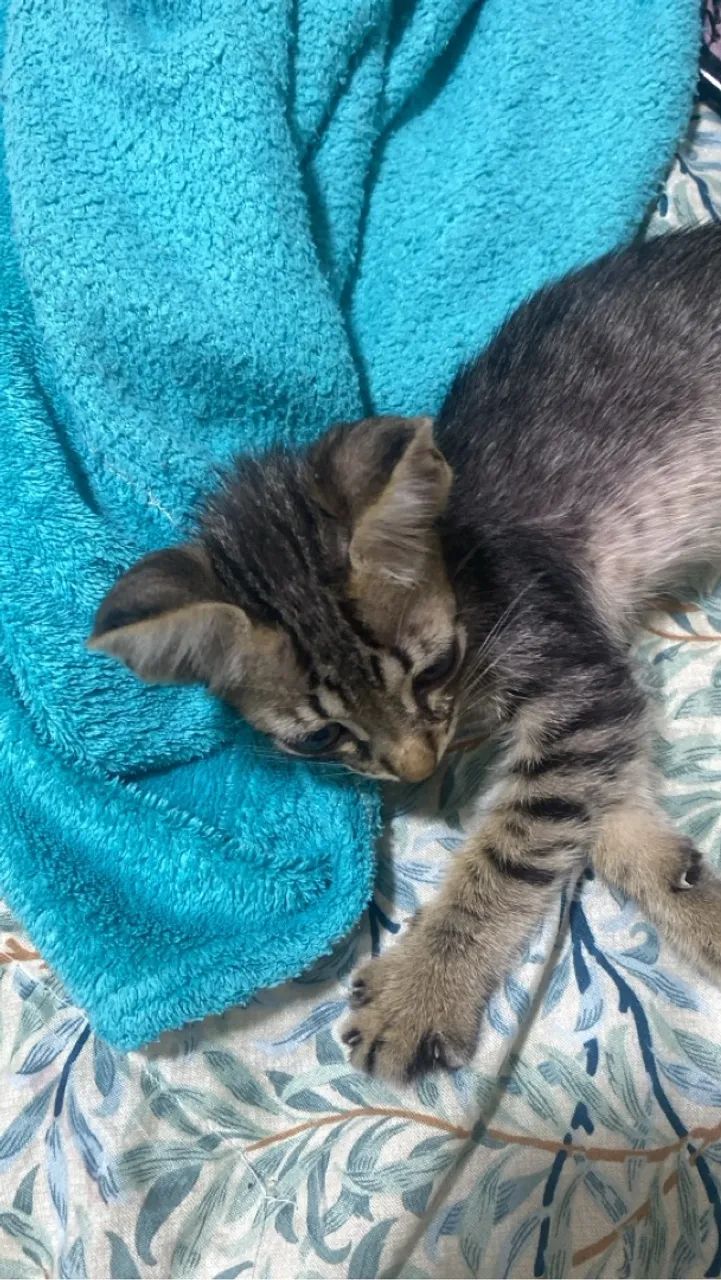 Gatinho fofo para adoção