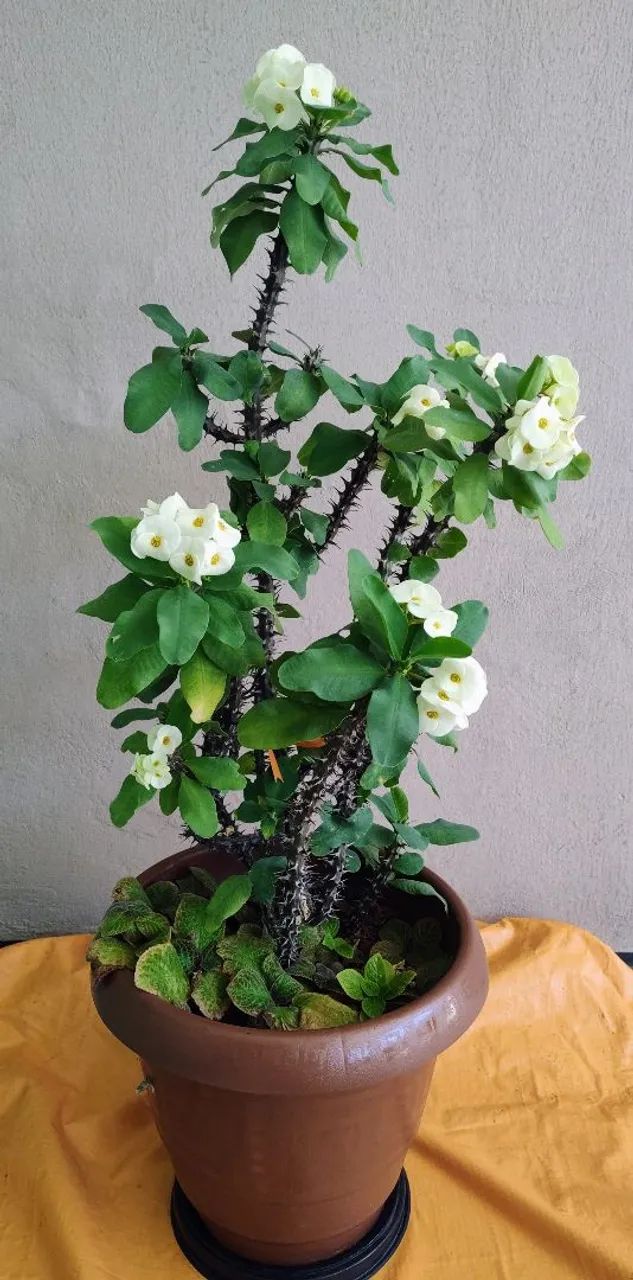 Planta Eu e Tú gigante 