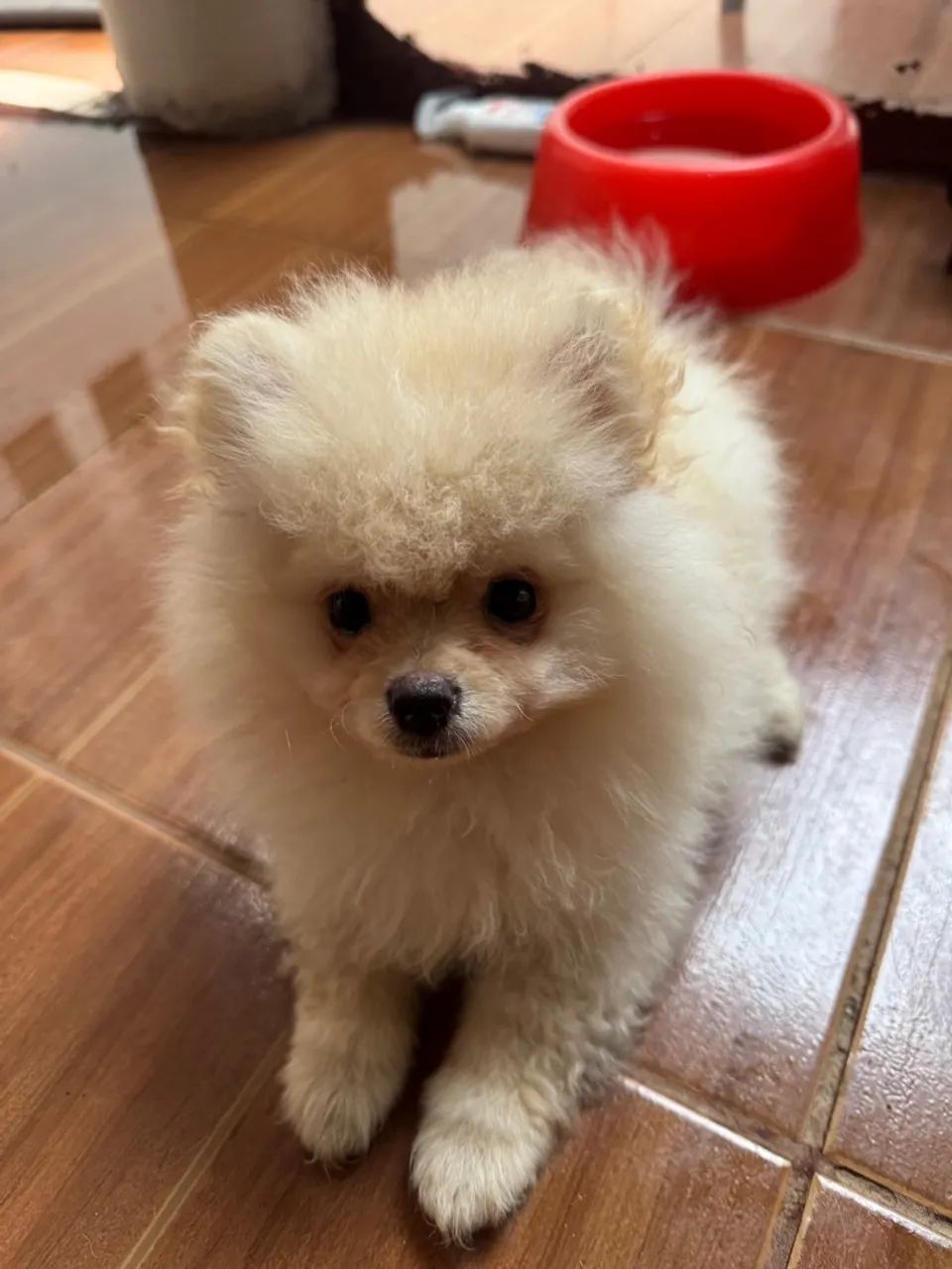 Spitz Alemão macho  - Foto 2