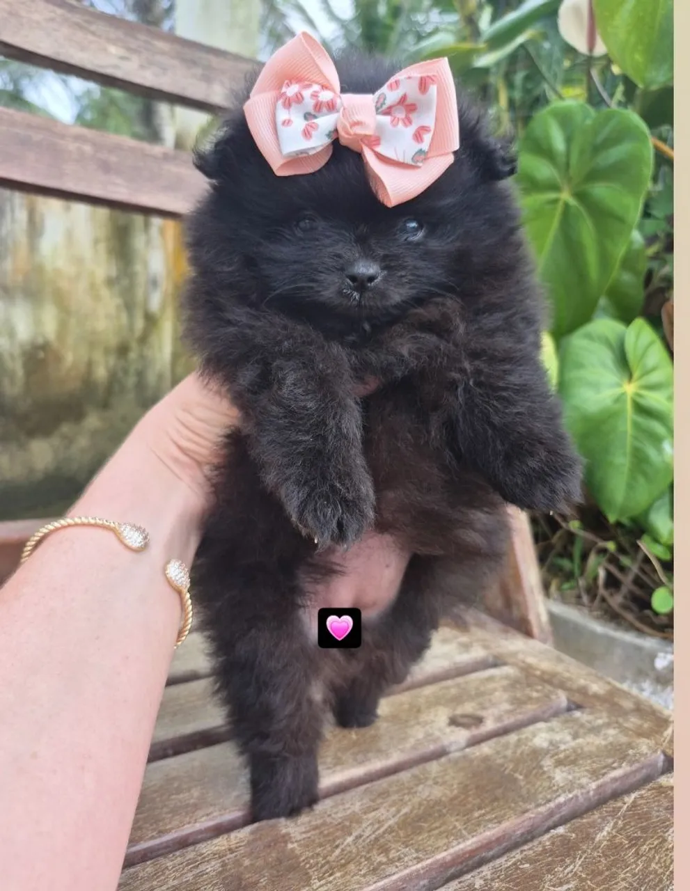 Filhote de Spitz Alemão/Lulu Da Pomerânia Anão