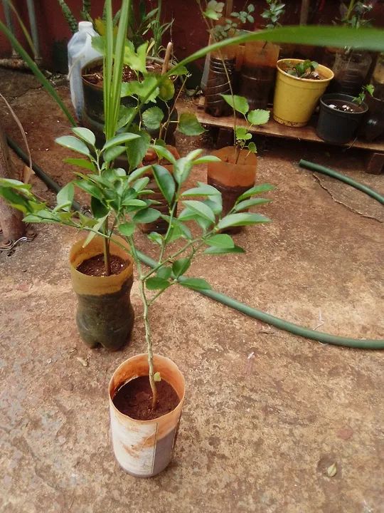 Jardim e hortaliças 