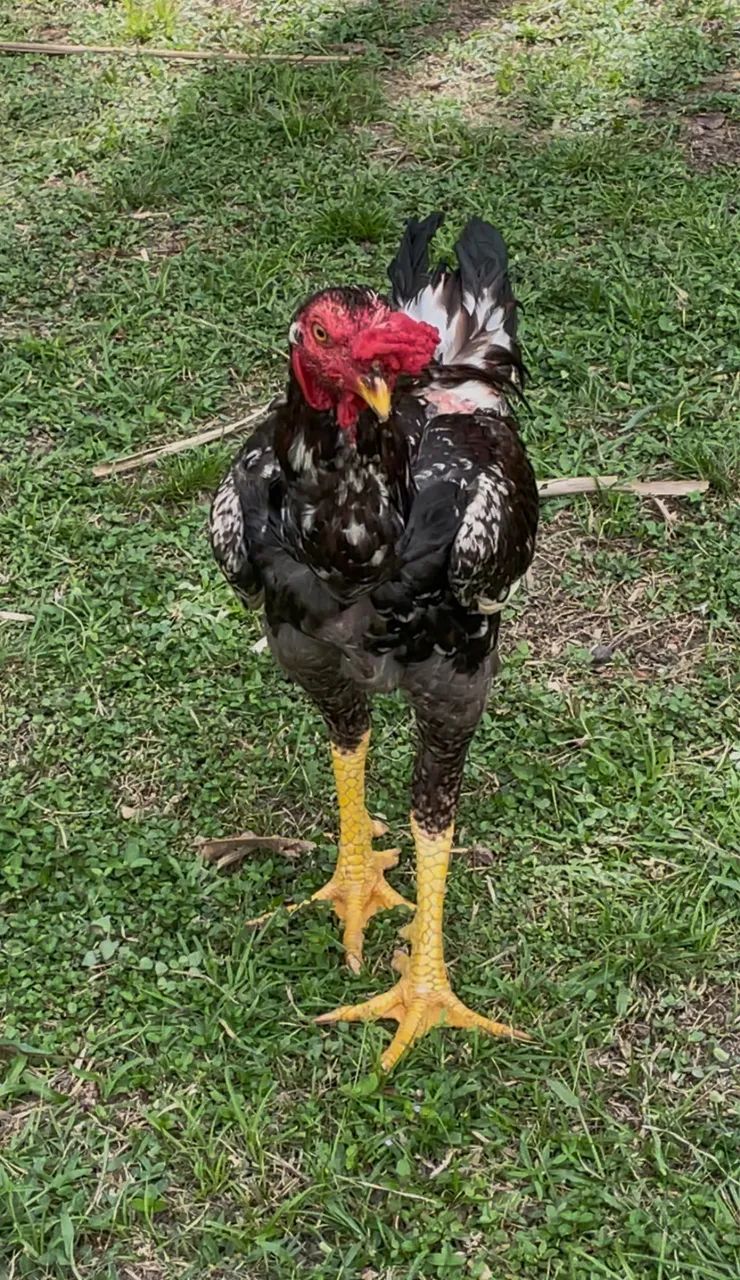Galo mestiço  - Foto 4