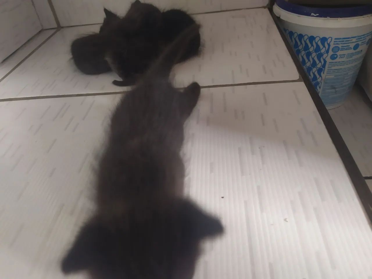 Gatinhas para doação  - Foto 2