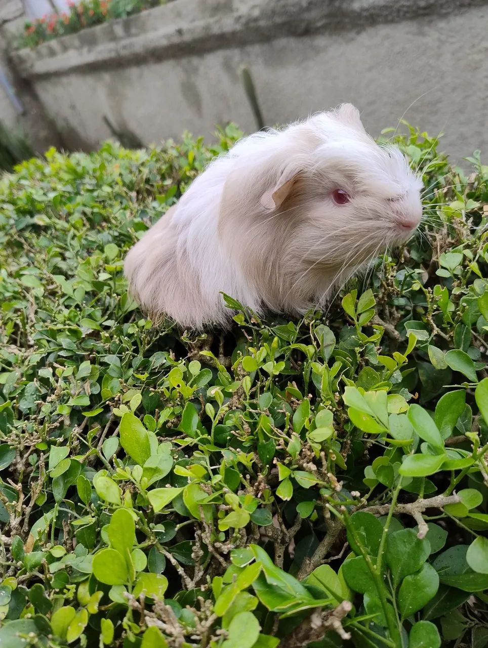 Porquinho da índia disponível  - Foto 2