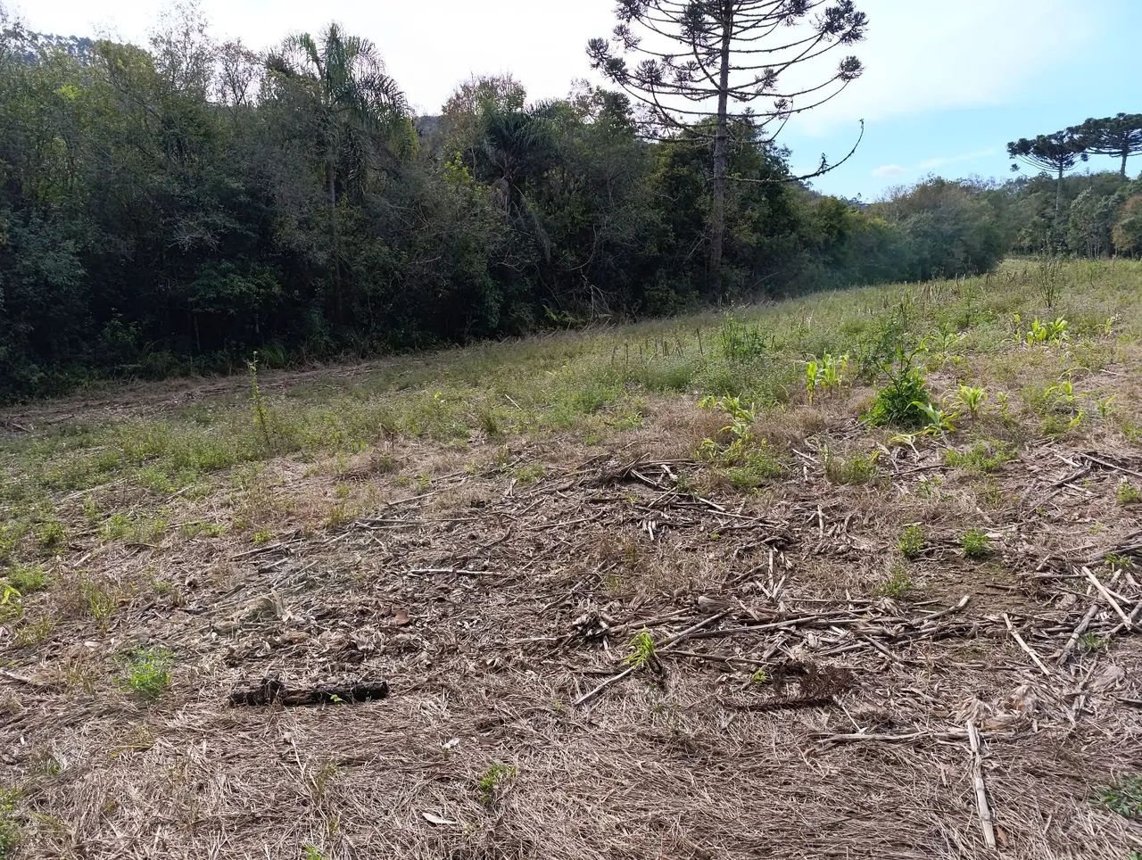 Chácara de 104.000m² divisa com Rio Negro - Foto 3