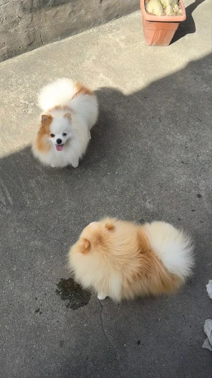 Spitz alemão (Lulu da pomerania )  - Foto 3