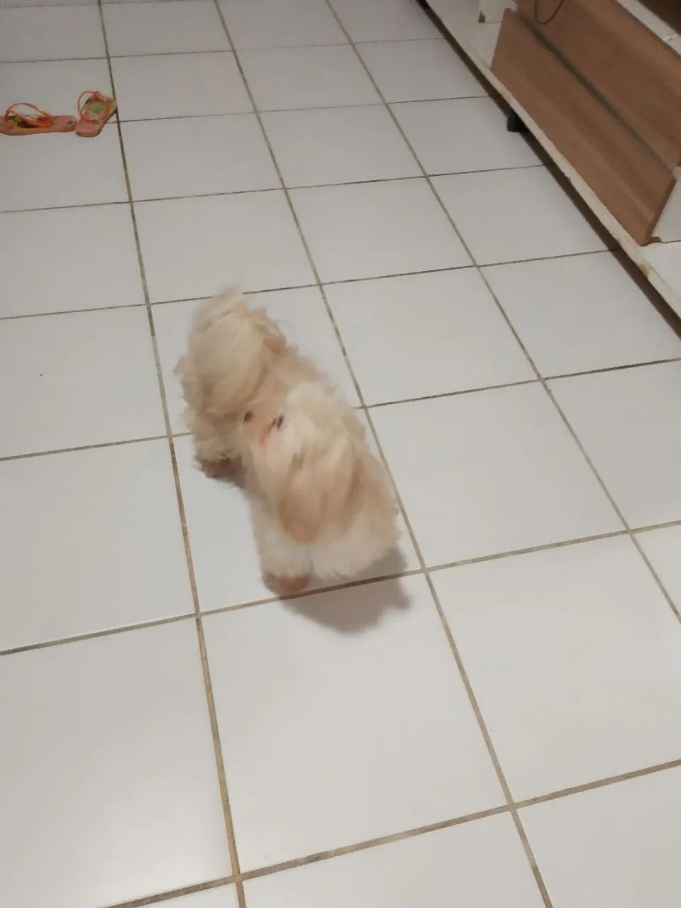 Shitzu com pudoo - Foto 3