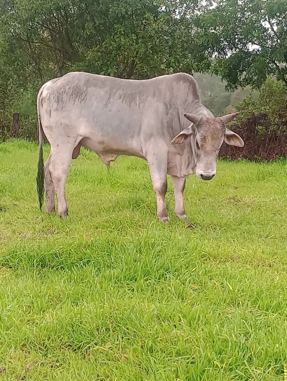 Vende-se tourinho  - Foto 2