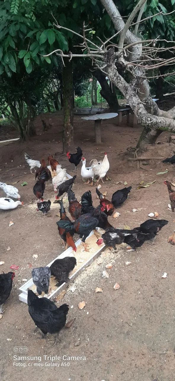 Galinhas da terra - Foto 4