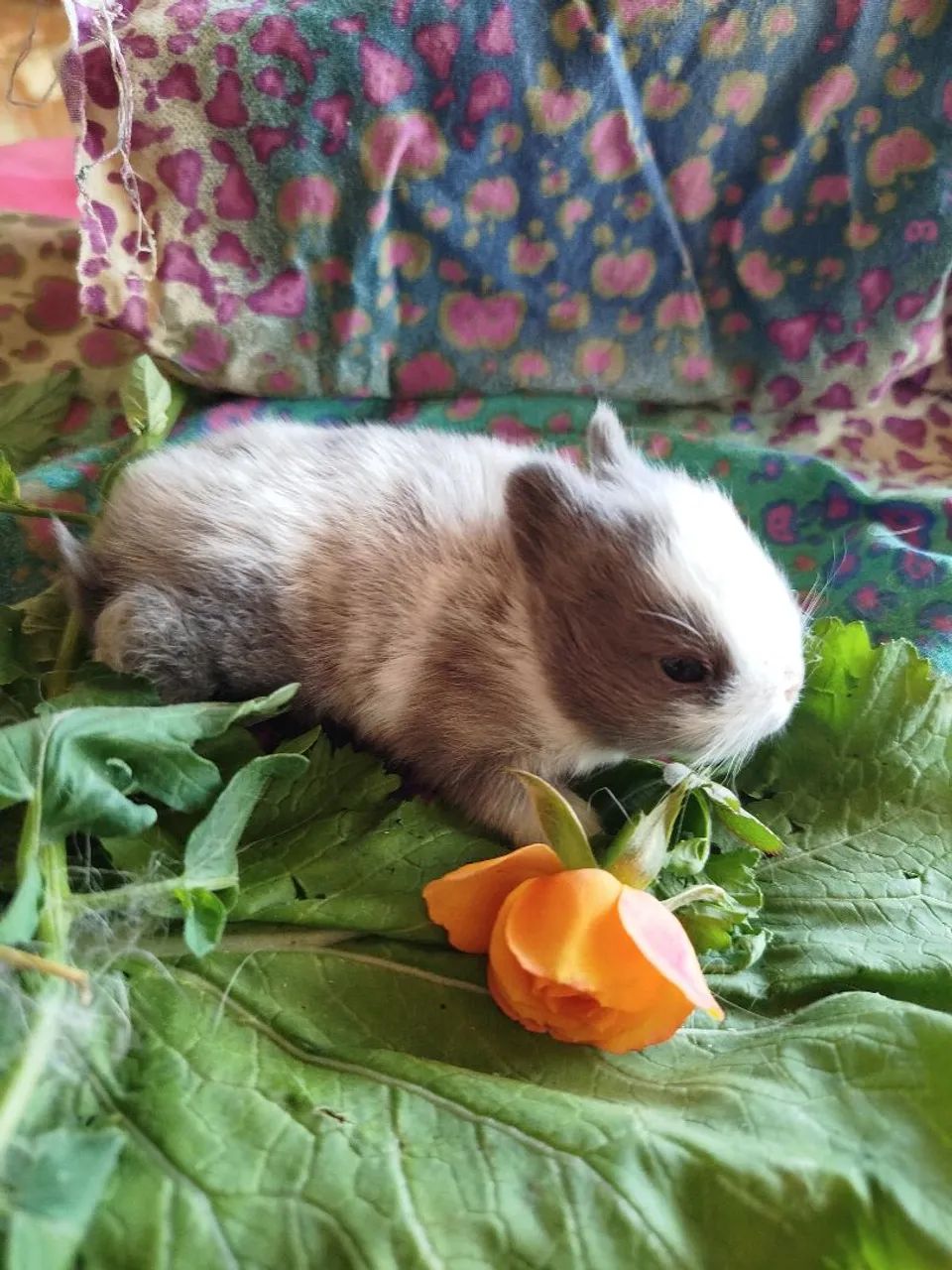 Mini coelhos  - Foto 5