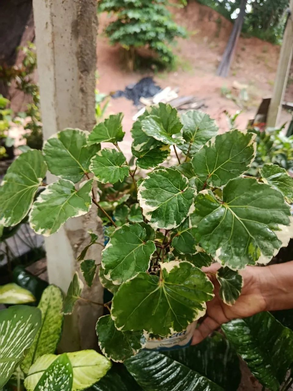 Mudas plantas  - Foto 4
