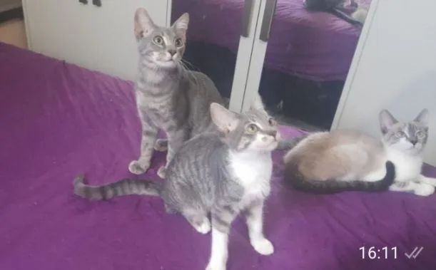 Doação de gato filhotes - Foto 6