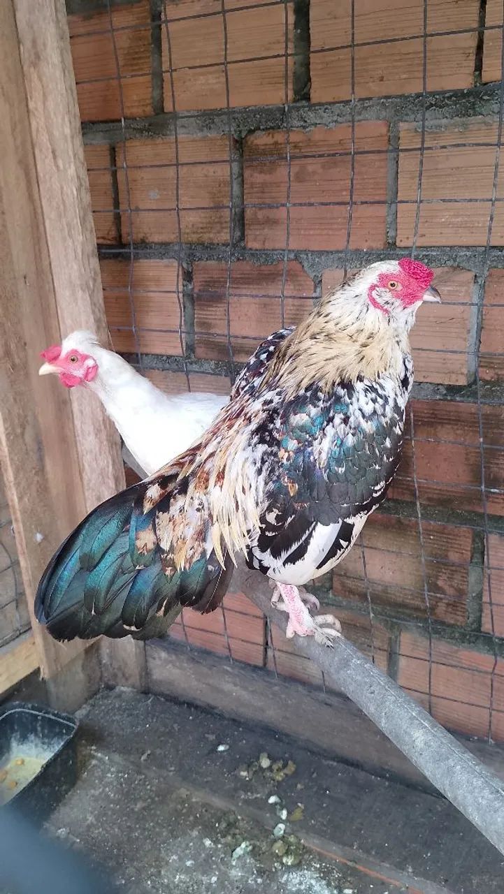Galinha  - Foto 2
