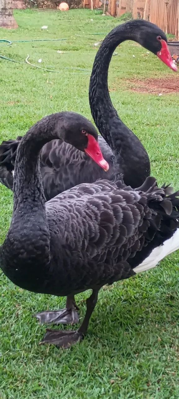 Cisne Negro 
