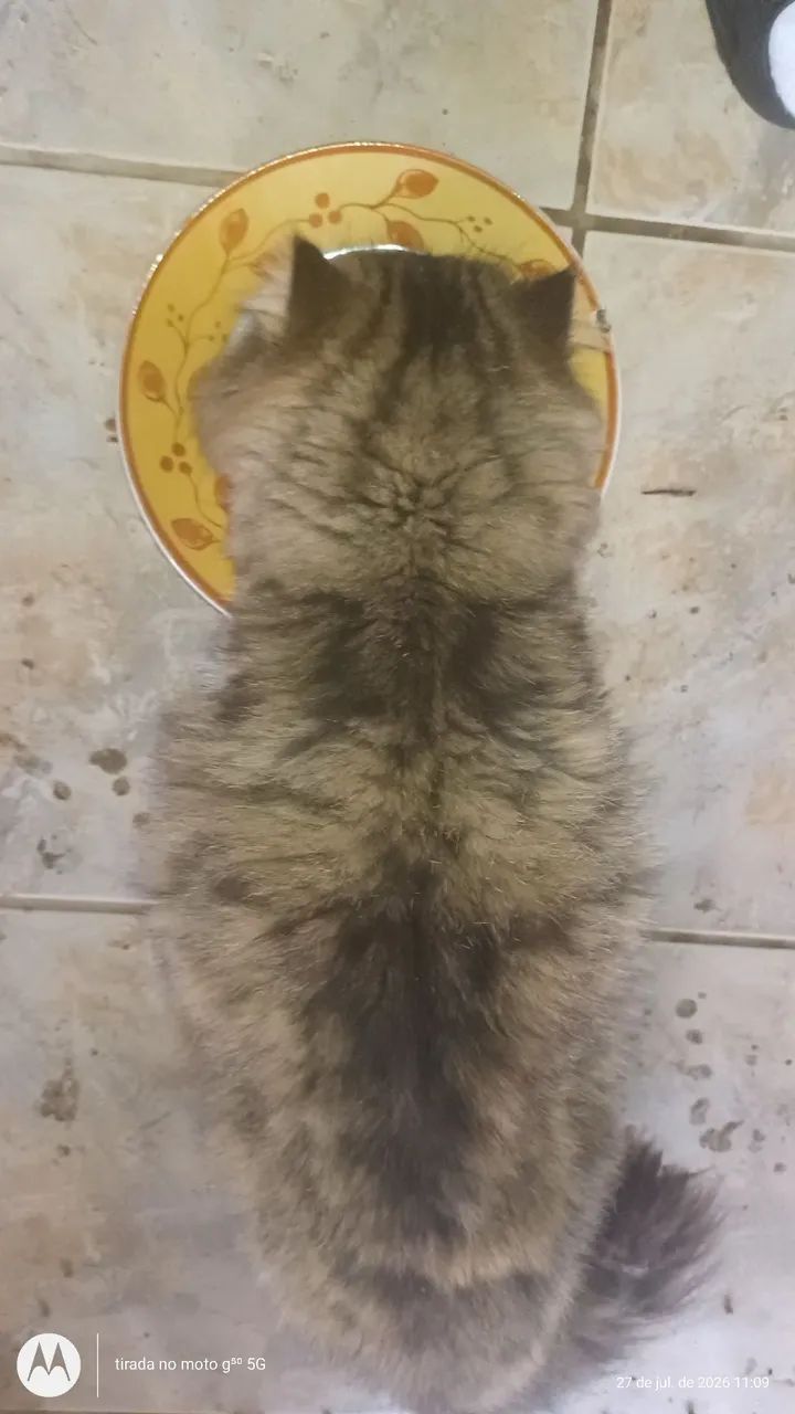 Gato  - Foto 5
