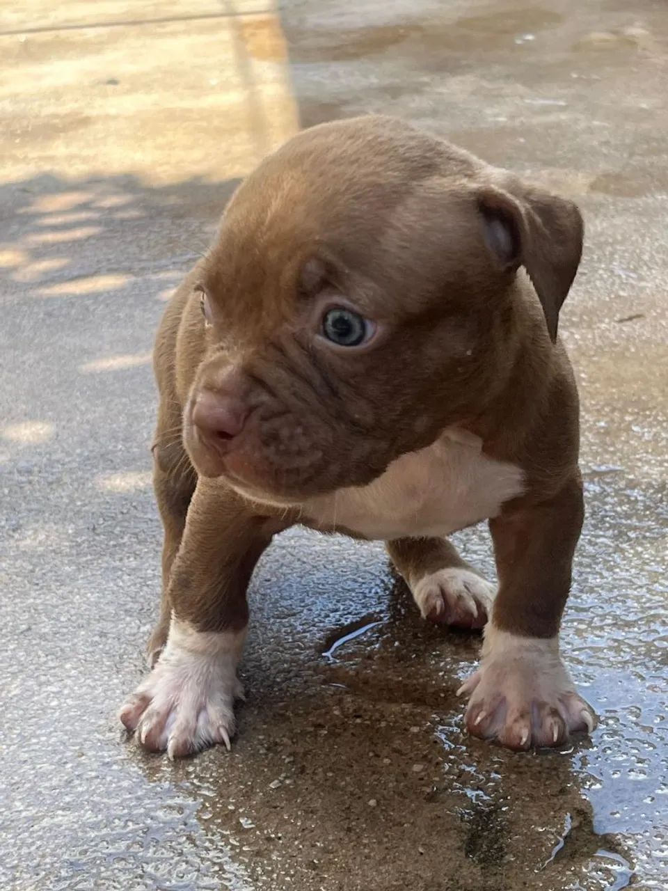 PIT BULL