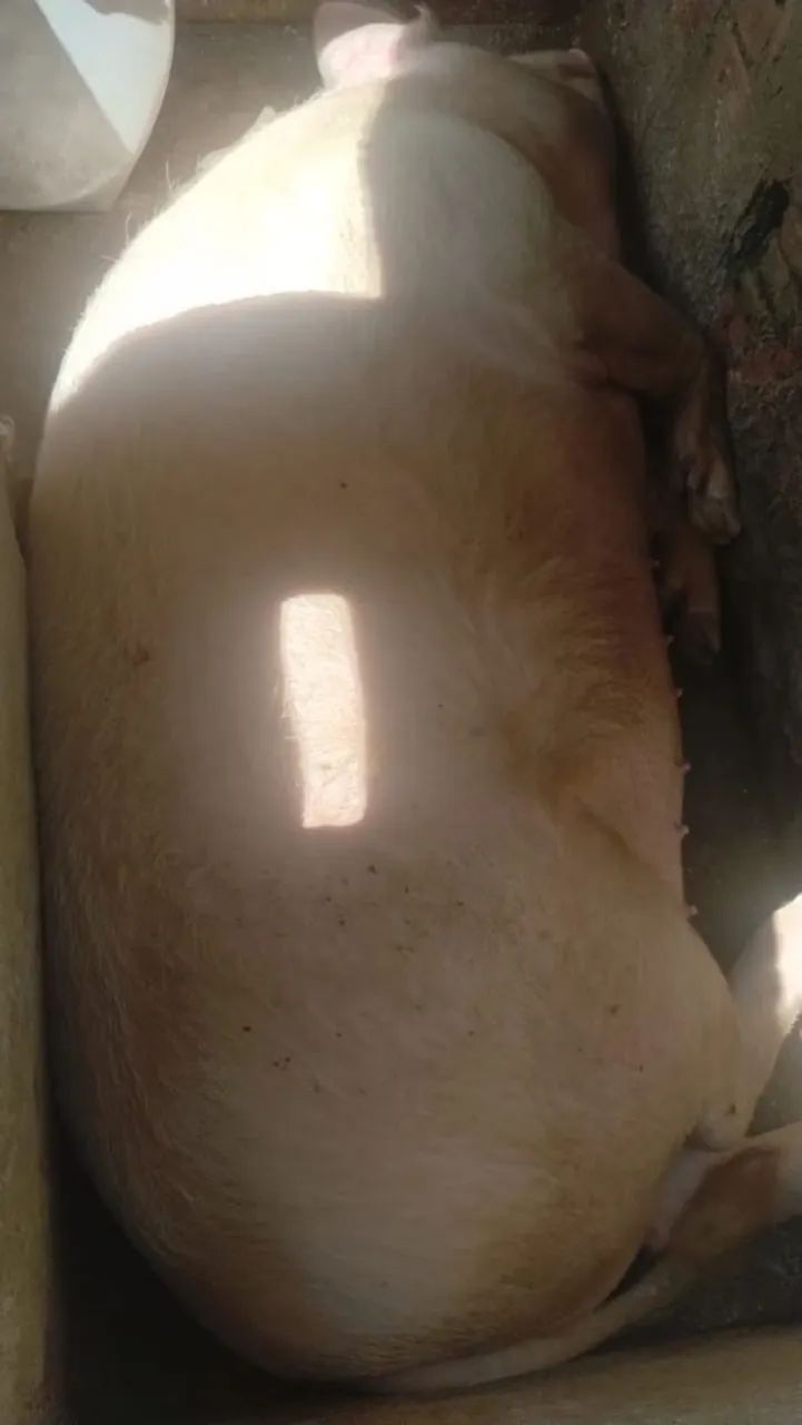 Leitoa / porco / suino valor  - Foto 5