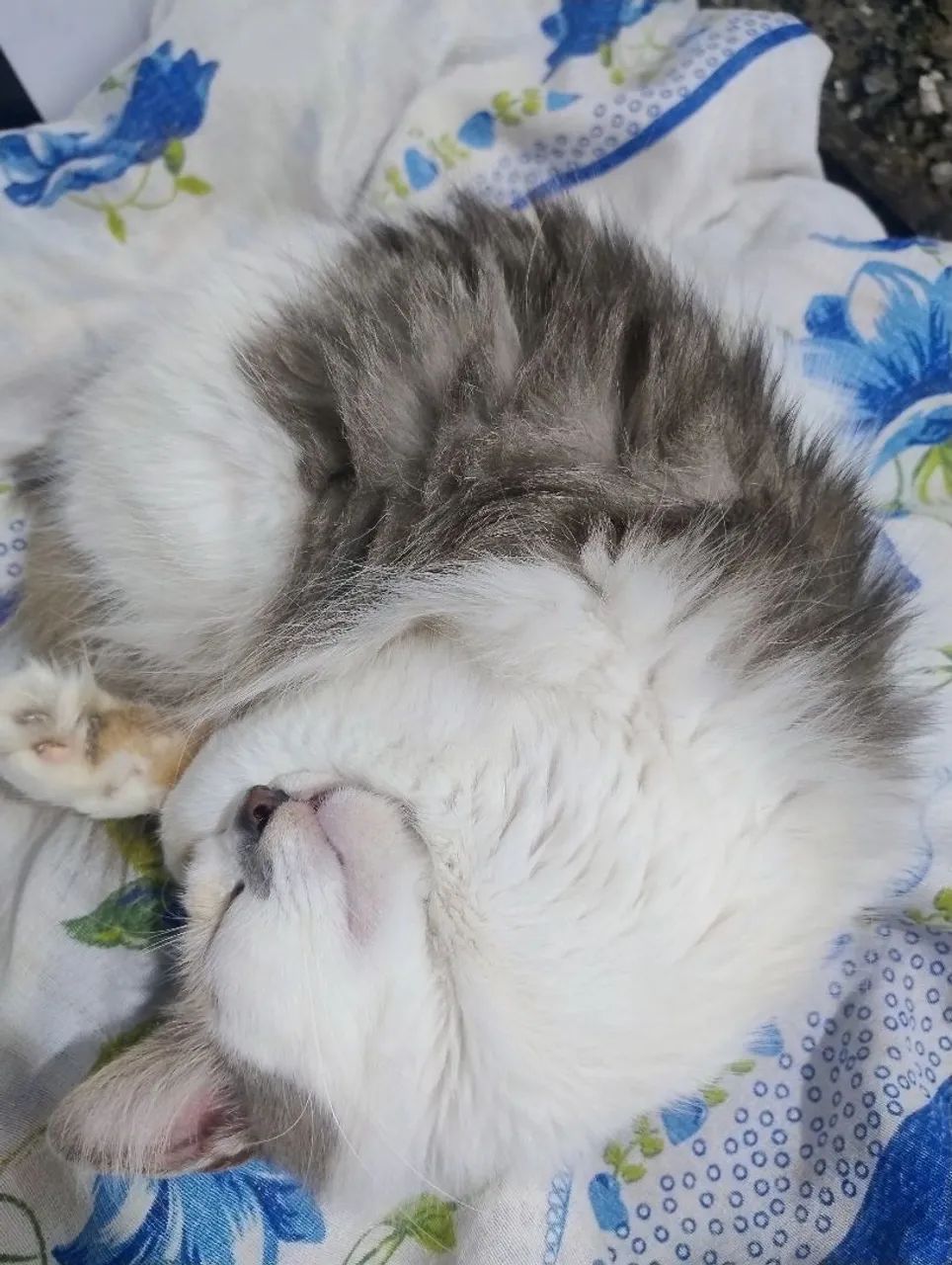 Fêmea peluda castrada adoção responsável  - Foto 3