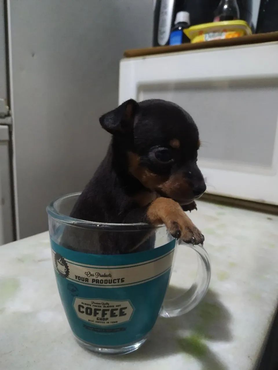 Pinscher 0 - Foto 5