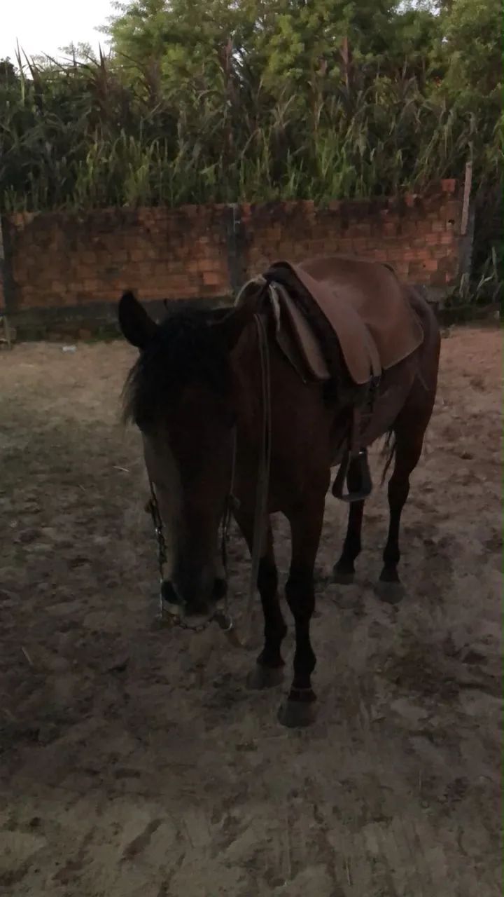 Cavalo criolo  - Foto 4