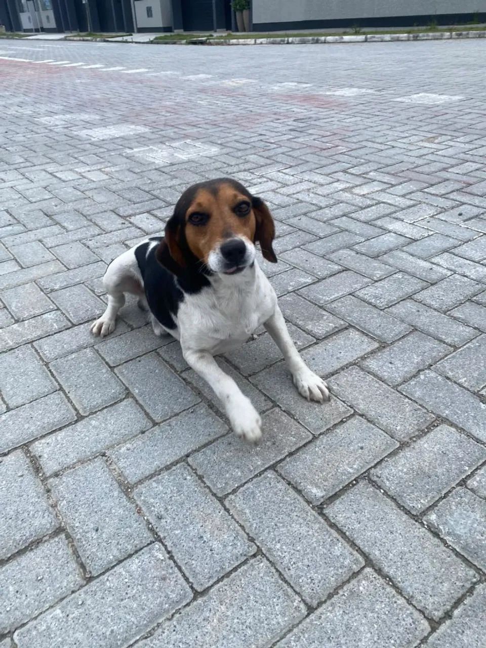 Doação de cão.