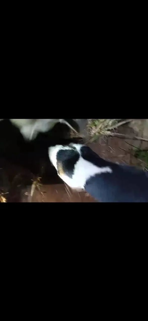 Beagle com americano  - Foto 5