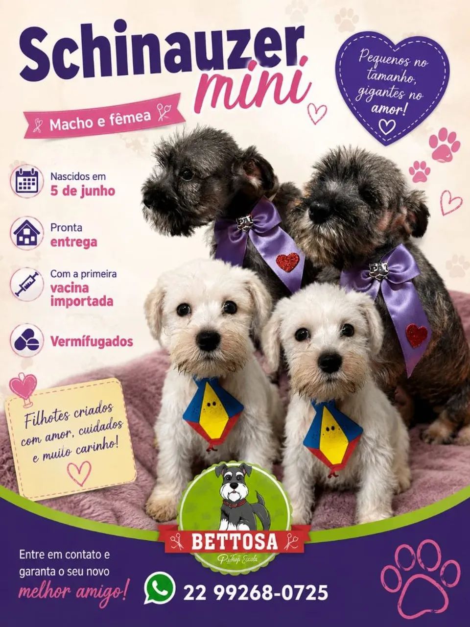 Animais de estimação  - Foto 3