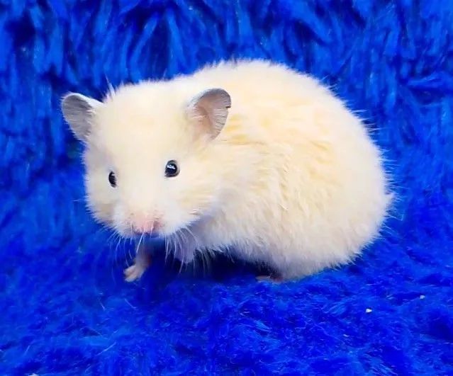 Hamster ursinho  - Foto 6