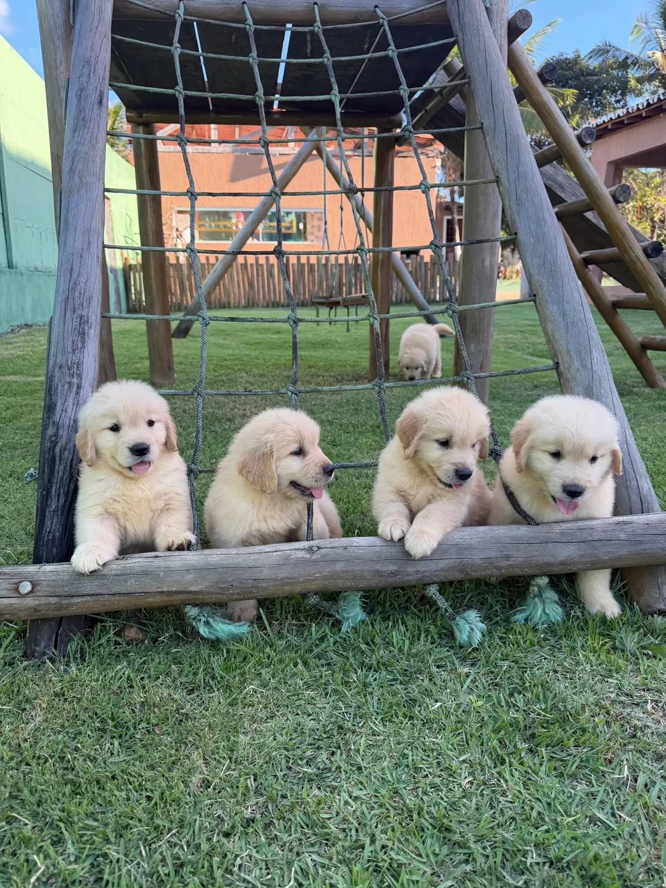 Lindos Filhotes de Golden retriever  - Foto 5