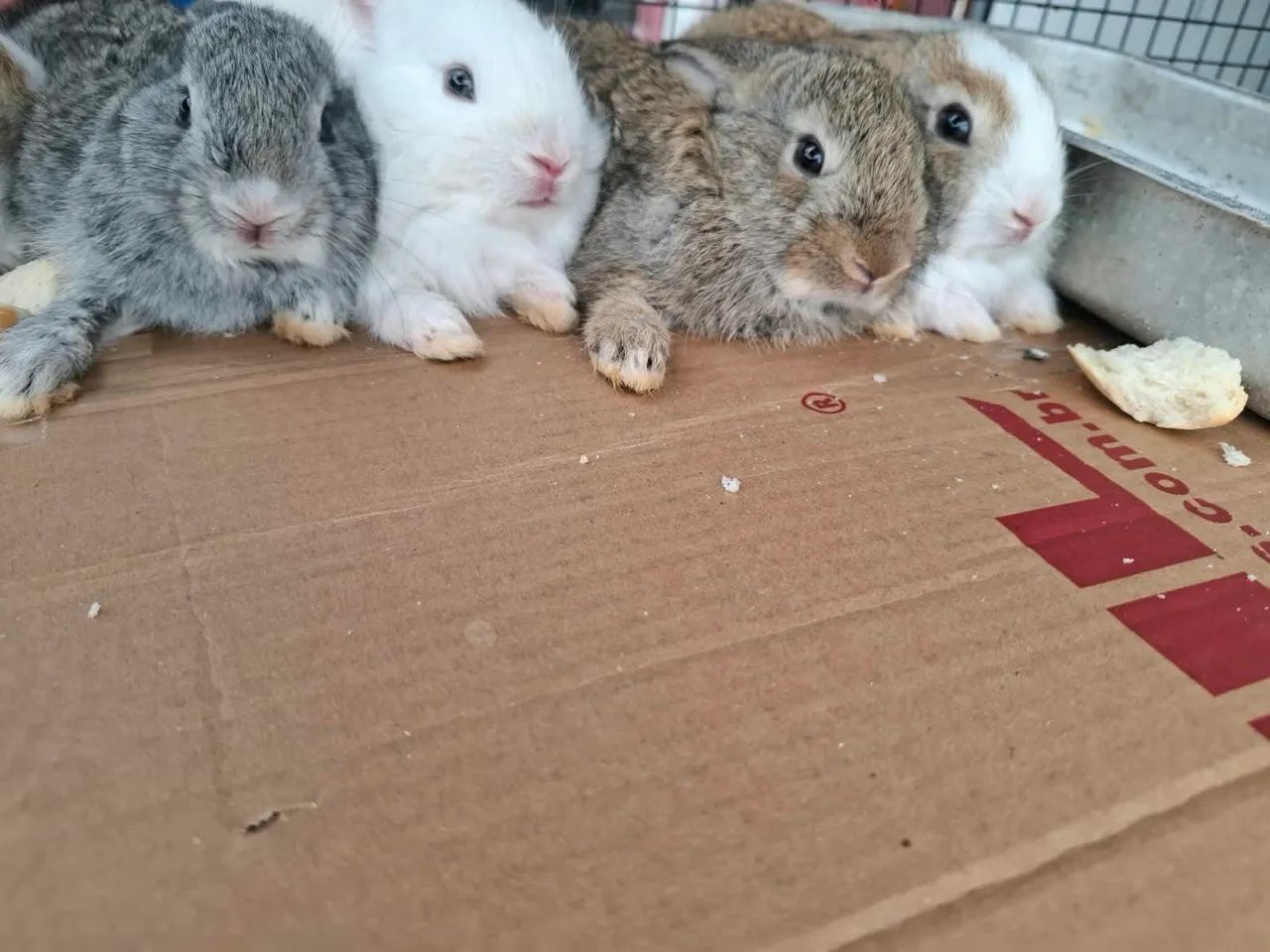 Coelhos - Foto 5