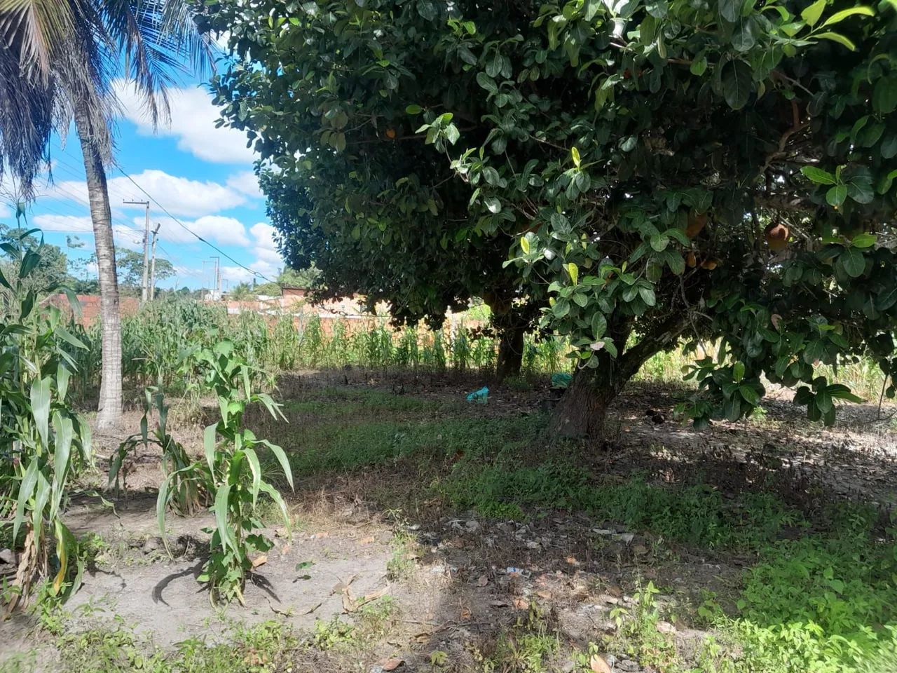 LOTE À VENDA POVOADO ESTREITO EM CAPELA/SE - Foto 5