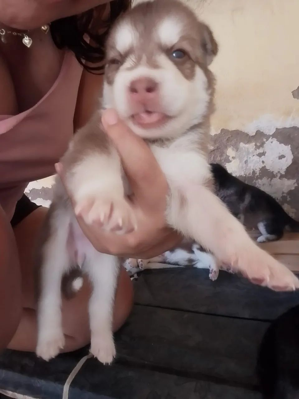 Husky Siberiano - Foto 5