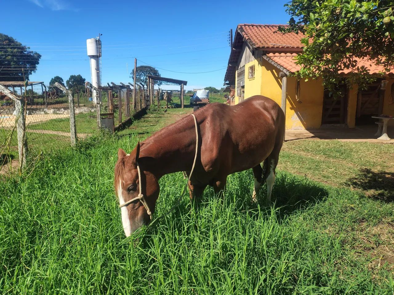Cavalo Manga Larga Paulista - Foto 2