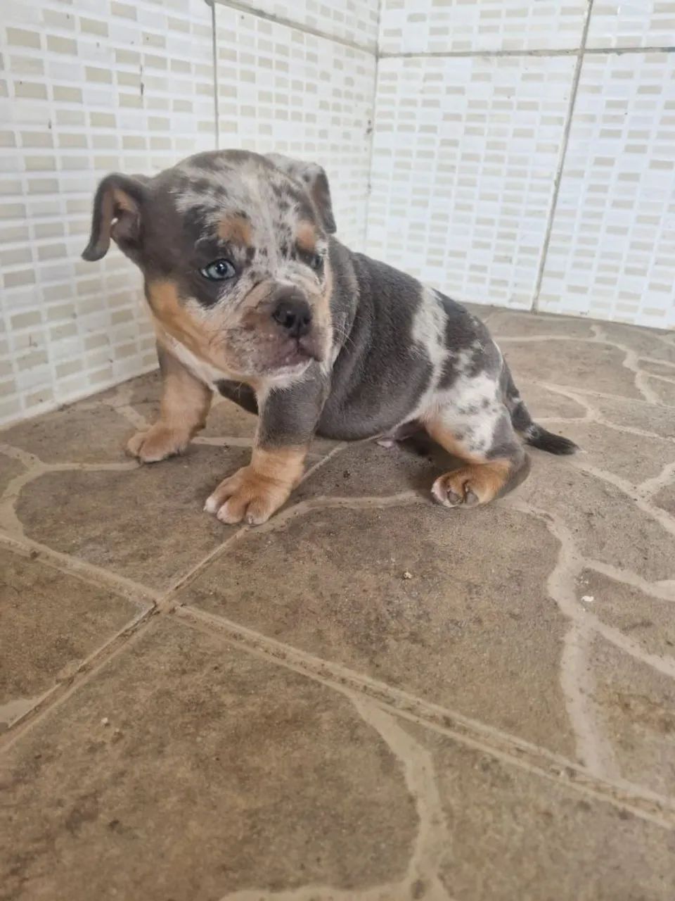 Bully
