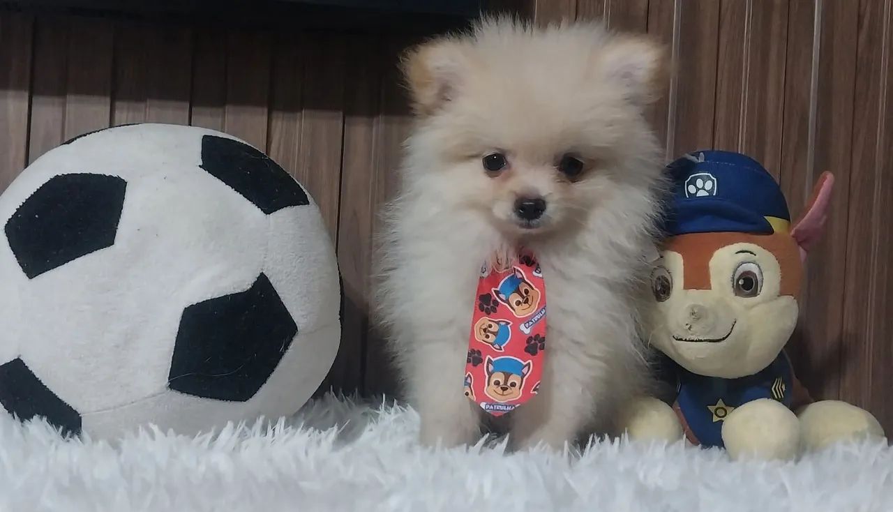 Lulu da pomerânia machinho anão perfeitinho - Foto 6